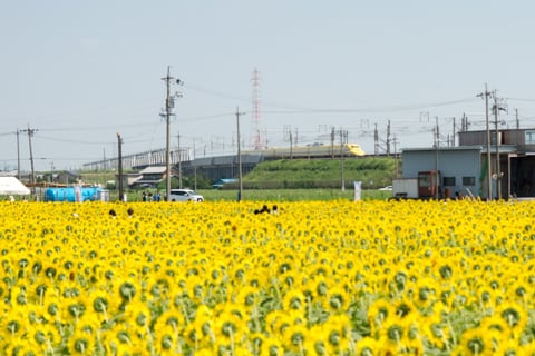 大垣市のひまわり畑とドクターイエローの写真